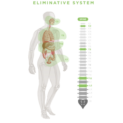 BALANCED BUNDLE - COMPLETE SUPPORT
