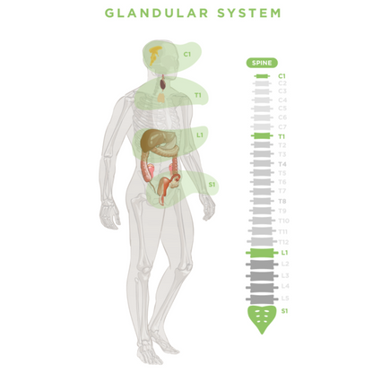 BALANCED BUNDLE - COMPLETE SUPPORT